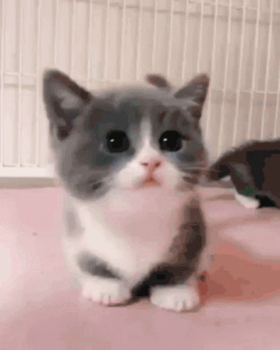 Clarence the cat blinking sweetly